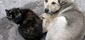 В Ярославле началось строительство вольеров для бездомных животных