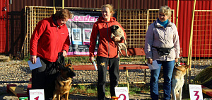 Собаки из Ярославля и Иванова приняли участие в благотворительном празднике