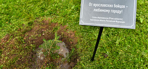 В Ярославле посадили сосны из Херсонской области