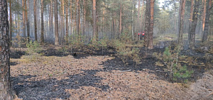 Под Ярославлем потушили лесной пожар