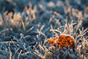 Завтра в Ярославской области ожидаются заморозки 