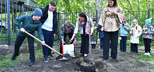 В Ярославле проходит акция  «Дерево Победы»