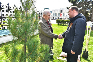 Десять кедровых сосен посадили в Ярославле 